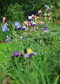 Iris-gardenvieuw 2020 - 03
